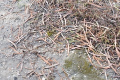 Pterygoneurum ovatum