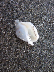 Ministrombus variabilis