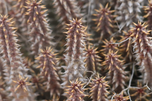 Image of Quaqua mammillaris by (c) amantedarmanin, some rights reserved (CC BY)