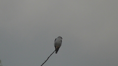 Elanus leucurus leucurus