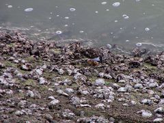 Arenaria interpres