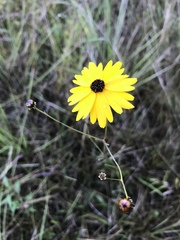 Coreopsis linifolia