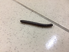 Leptogoniulus sorornus