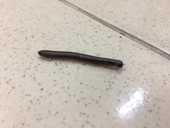 Leptogoniulus sorornus