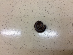 Leptogoniulus sorornus