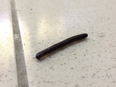 Leptogoniulus sorornus