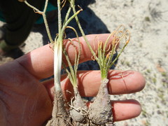 Albuca viscosa