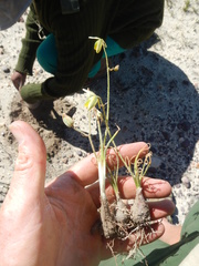 Albuca viscosa