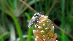 Bibio albipennis