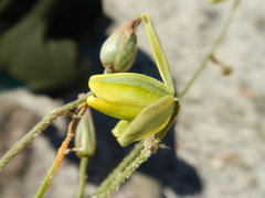 Albuca viscosa
