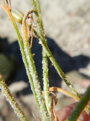 Albuca viscosa