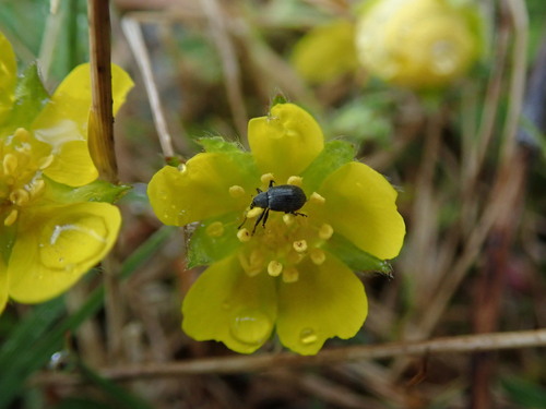 kvetovka jahodová (Anthonomus rubi)