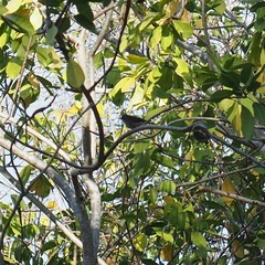 Gerygone flavolateralis flavolateralis