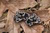 Genea sp. 'PNW07' - Photo (c) heatherdawson, some rights reserved (CC BY-NC), uploaded by heatherdawson