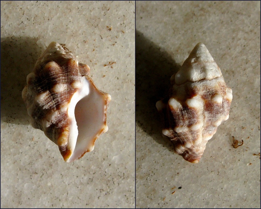 Leucozonia triserialis