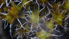 Syntrichia caninervis