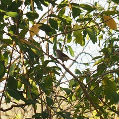 Gerygone flavolateralis flavolateralis