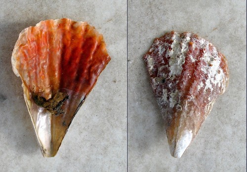 Spiny Fan Mussel