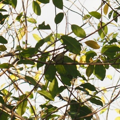 Gerygone flavolateralis flavolateralis