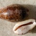 Ornate Cowrie - Photo (c) michi1, some rights reserved (CC BY-NC), uploaded by michi1