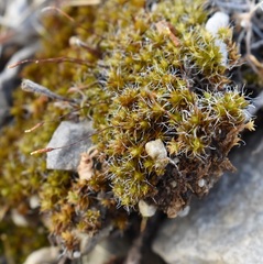 Syntrichia caninervis