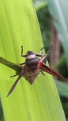 Mahanarva