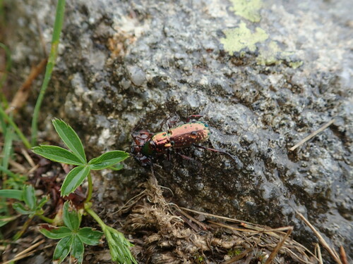 utekáčik zlatý (Pterostichus pilosus)