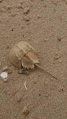 Tachypleus tridentatus