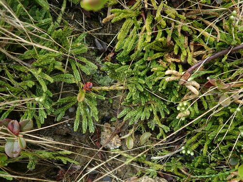plavúnik alpínsky (Diphasiastrum alpinum)