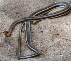 Psammophis subtaeniatus