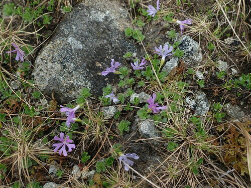 prvosienka najmenšia (Primula minima)