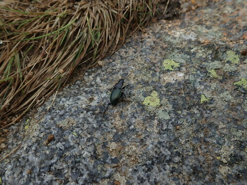 utekáčik horský (Pterostichus foveolatus)