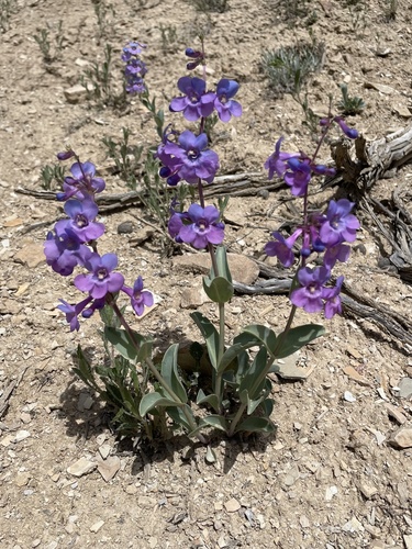 Sheep Creek Beardtongue (Penstemon mucronatus)