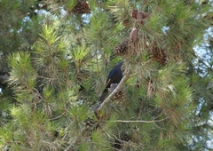 Onychognathus tristramii
