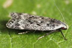 Anacampsis populella