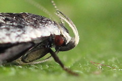 Anacampsis populella