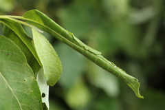 Anacampsis populella