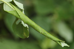 Anacampsis populella