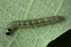 Anacampsis populella
