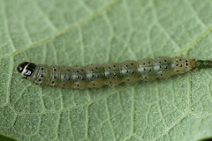 Anacampsis populella