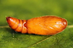 Anacampsis populella
