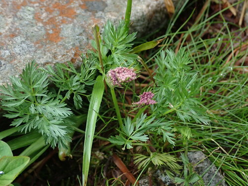 kôprovníček bezobalový (Mutellina purpurea)