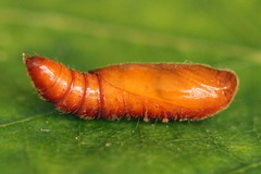 Anacampsis populella