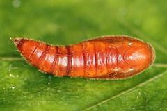 Anacampsis populella