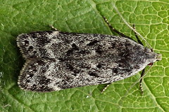 Anacampsis populella