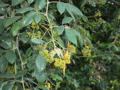 Cissus hypoglauca