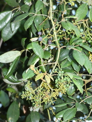 Cissus hypoglauca