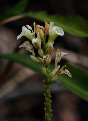 Alpinia oxymitra, photograph 3