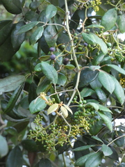 Cissus hypoglauca