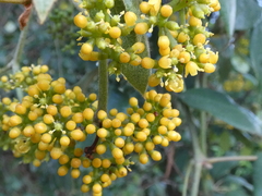 Cissus hypoglauca